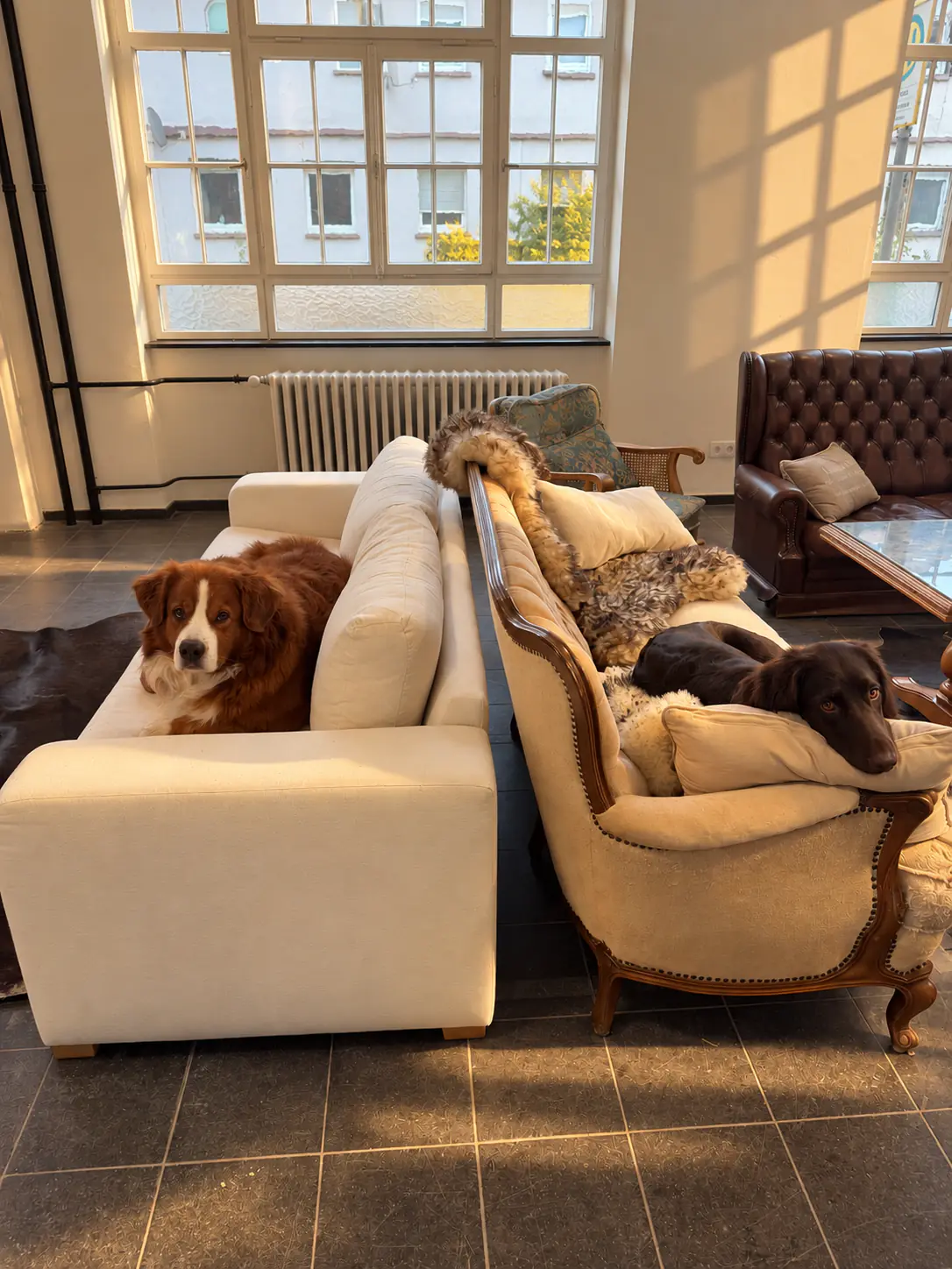 Two office dogs relaxing on the sofas in the Headquarters